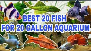 Best 20 Fish Ideas For 20 Gallon Aquarium | Prathmesh Aquatics