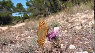 Argynnis pandora (Cardinal) mâle butinant