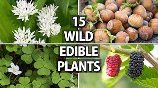 15 Wild Edible Plants for Wilderness Survival