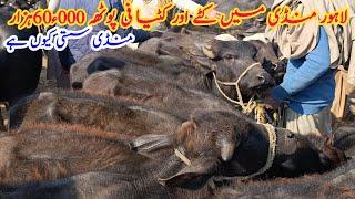 Intelligent cattle farming in Punjab Pakistan||Top trending business ideas|katta and katti farming