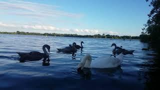  BEAUTIFUL IRELANDMUTE SWAN FAMILYCYGNETSMALLARD DUCKSLOUGH NEAGH IRELAND‍️LIKEsubscribe