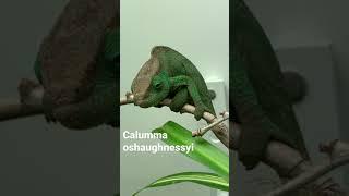 Meet the O’Shaughnessy’s Chameleon!