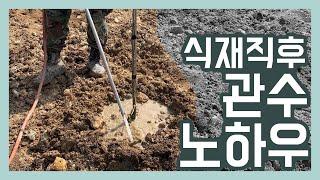 나무 심고나서 물주는 방법! (나무 식재 이후 관수법)[조경수 농사]