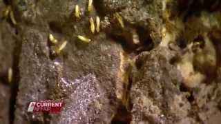 A house destroyed by termites (A CURRENT AFFAIR)