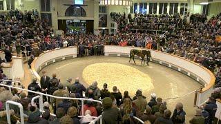 ENTER NOW: Tattersalls December Mares Sale 2023