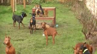 Zwergpinscher Welpen 9 Wochen alt