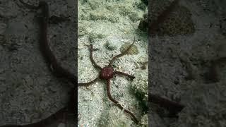 Serpent sea stars in the Florida Keys! #floridakeys #starfish #seastar #snorkeling