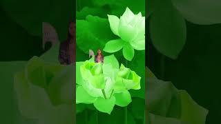 #green #lotus #flower #letuce #shorts #tree #fruits #video #viral #asmr #youtubeshorts #fruit