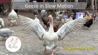 Geese in Slow Motion