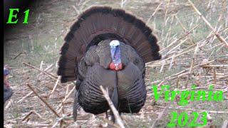 Turkey Hunting OPENING DAY in Virginia            field gobbler!!!