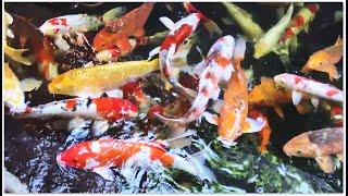 金魚錦鯉顏色鮮艷 Koi Carp Fish Beautiful in China Ornamental Fish 很美麗 姿態動人 吸引你的眼球 觀賞魚 中山坦洲