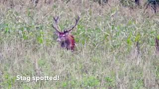 Red Stag - Poland 2017