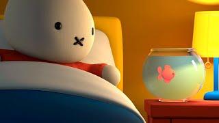 Miffy And The Goldfish! | Miffy | Free Kids Shows!