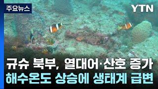 일 규슈 북부, 열대어·산호 증가...해수온도 상승에 생태계 급변 / YTN