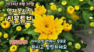 양재꽃시장 식물튜브 24년 8월 20일 입고영상 시청 하시면서 힐링타임 되시길 바래요~ #양재꽃시장 #식물튜브 #월동 #관엽 #식물아빠