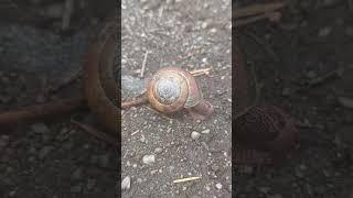 Pacific sideband snail