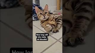 How long will Bengal cat make air biscuits ‍️