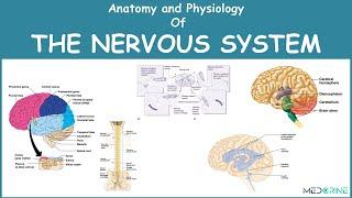 Anatomy and Physiology of the Nervous System