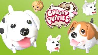 Chubby Puppies | The Play Lab