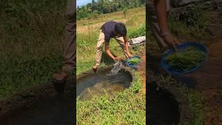 Village Breakfast උදේ කෑම  #villageboy #villagechef #cooking