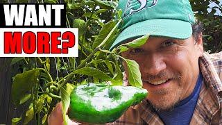 6 Ways To Grow Bigger Peppers