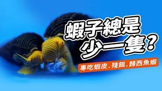 顏值最高的清潔螺！3個飼養方式竟害他毀容！3 Taboos In Raising Rabbit Snails.