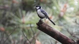 짝 찾는 박새 소리 great tit