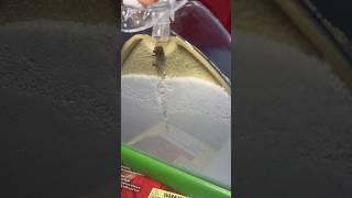 Setting up Ant Mountain #shorts #insects #antfarm #homeschooling