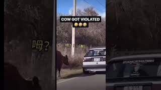COW GOT VIOLATED VOICEOVER!! 