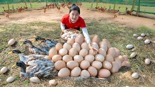 Harvesting Chickens and Eggs Goes To Market Sell - Delicious meal with family - Ly Thi Ngoc