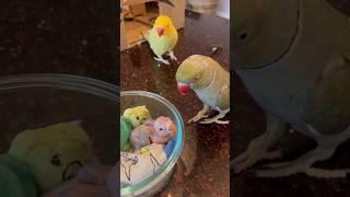 Baby won’t stop crying! (He’s OK - just a little grumpy ) #talkingparrot #talkingbird #babyanimals