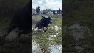 See how the buffalo jumps into the river water #youtubeshorts #shorts #animals