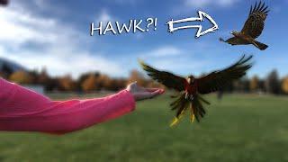 A Hawk Comes For a Visit
