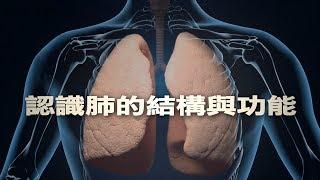 【科普教育】認識肺的結構與功能(國語)