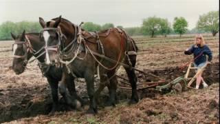 Legacy of the Percheron Horse in America