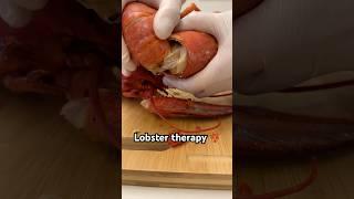 Lobster cracking therapy #spinylobster #lobster #lobstertail