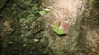 20240914 | Mono Cliffs South Outlier Trail