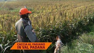 Caccia al fagiano in Val Padana