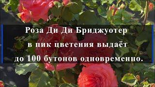 Роза Ди Ди Бриджуотер в пик цветения выдаёт до 100 бутонов одновременно..