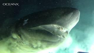 Massive Deep-Sea Shark Checking Out Our Submarine