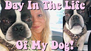 AVERAGE DAY IN THE LIFE OF MY BOSTON TERRIER! | dog asmr, going for a ride, +  lowes trip