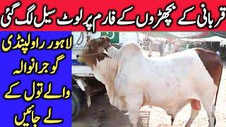 Sahiwal Cholistani Dhani Dajili Bachre For Qurbani 2021 In Gujranwala || Global Village Farming