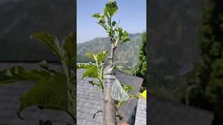 Grafting Tips l #viral #grafting #vngardener #trending #apple #graftingtechniques #graftingtips l