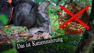 How to: Katze an gutes Futter gewöhnen