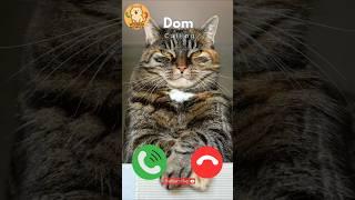 Dom cat is Calling #viralvideokids #catshorts #kidsshorts #funnycat #cutekitten #yt #shortshumor