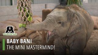 Baby Bani, The Mini Mastermind!