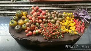 Heirloom TOMATO HARVEST from my balcony garden ( just 4 hours sun)   Feb 2020