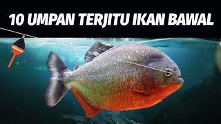 Mantab Nih Bosku! 10 Umpan Terjitu Mancing Ikan Bawal! #KamusMancing