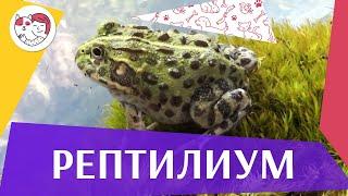 Выставка-продажа «Рептилиум»  на ilikepet