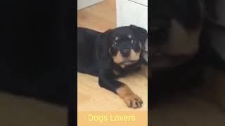 Dogs  barking lovers #channel subscribe #shorts